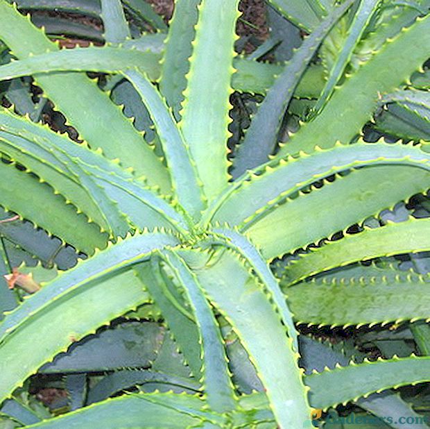 Aloe Houseplant: njegu i ljekovita svojstva