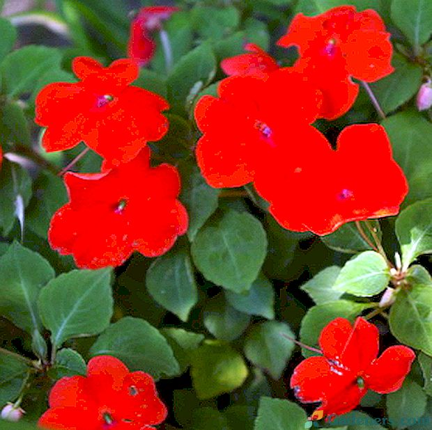 Sarkanie iekšējie ziedi un mājas augu foto ar sarkaniem ziediem