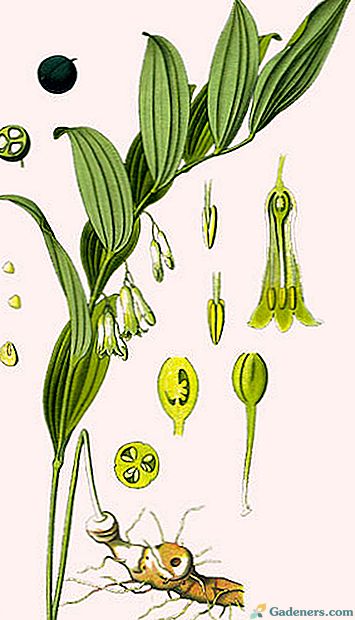 Kupena (Polygonatum) i jej cechy