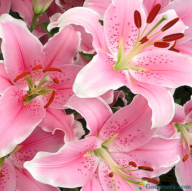 Lilije: fotografije vrtnih cvetov z opisom