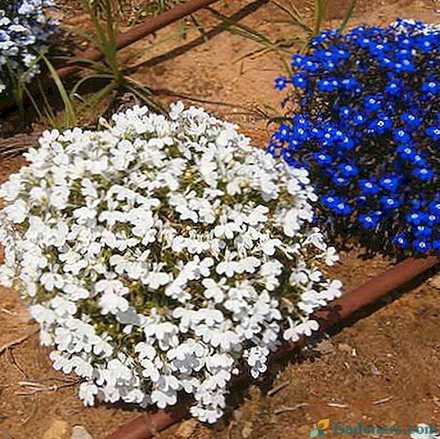 Lobelia: opis kwiatów ogrodowych, sadzenia i pielęgnacji