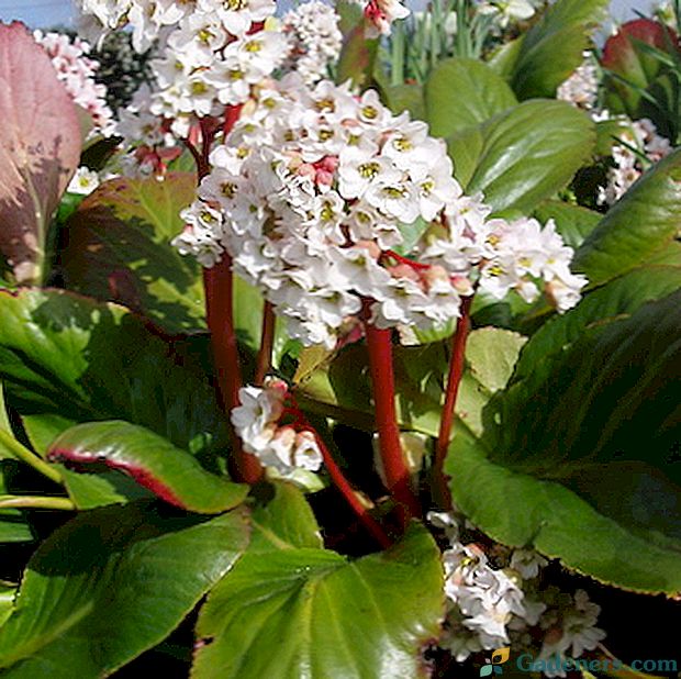Многогодишно растение Бадан: описание, грижи и култивация