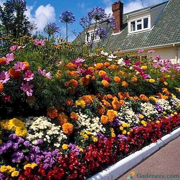 Trvalky dekoratívne kvety pre záhradu a záhradu