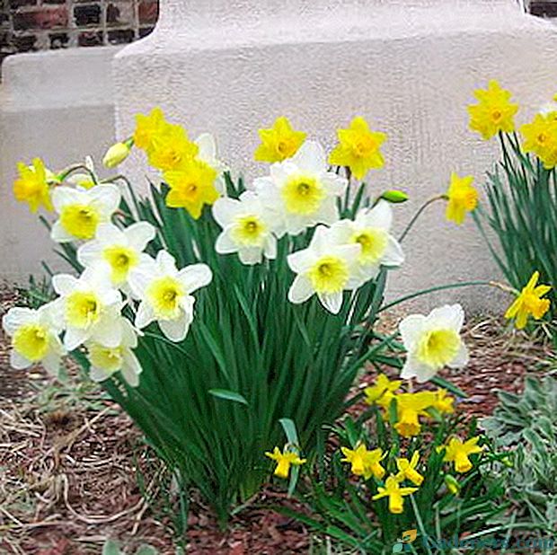 Dārza narces: ziedu apraksts, kopšana un kultivēšana