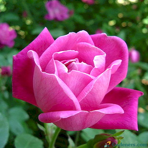 Imena in opisi rožnate rože s fotografijami