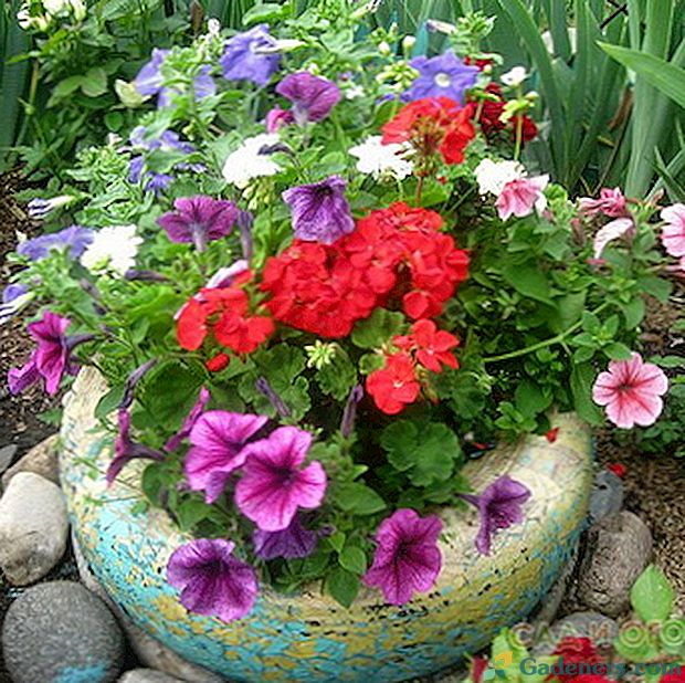 Ročníky: starostlivosť, kultivácia a dekorácia kvetinových záhonov