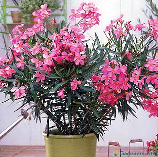 Oleander: jak to vypadá a jak roste doma