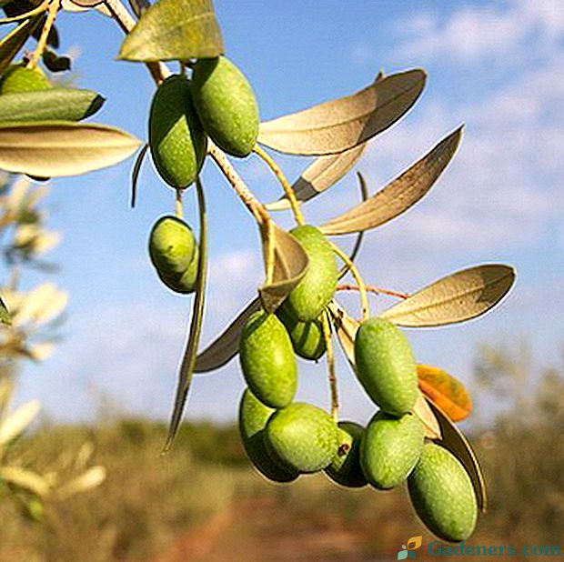 Olivový strom: popis a péče doma