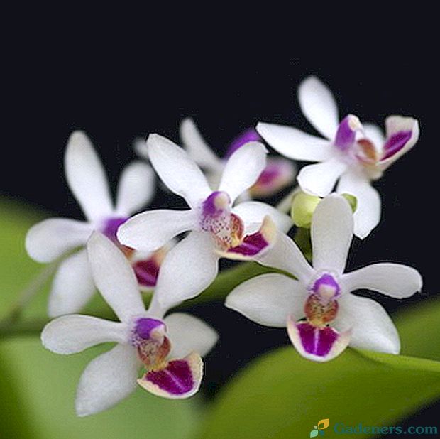 Phalaenopsis orhidejas un dorīts mājās