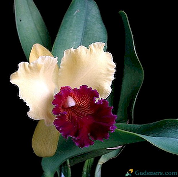 Orchidee Masdevalla, Dracula i opieka nad nimi