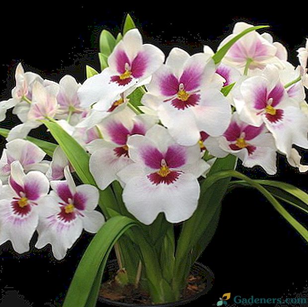 Miltonia orhideje, miltoniopsis, miltassia: fotografije i briga za njih