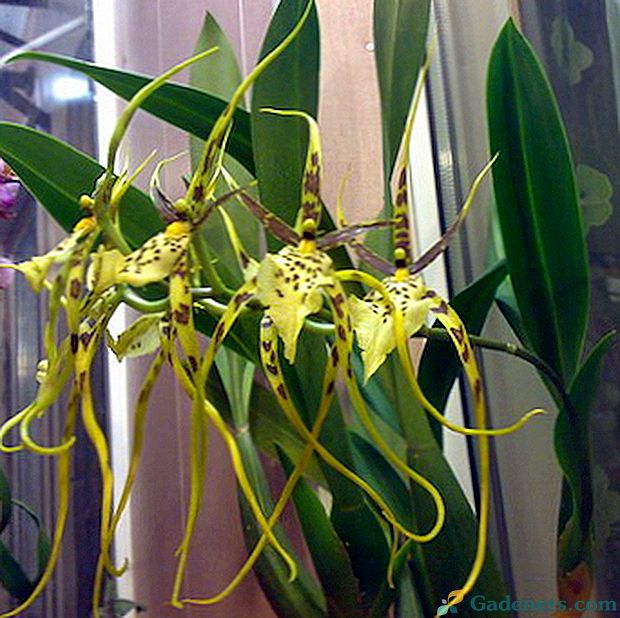 Orchidea bradavia: druhy, výsadba a starostlivosť