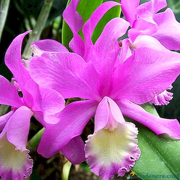 Орхидеја Цаттлеиа: врсте и бриге код куће