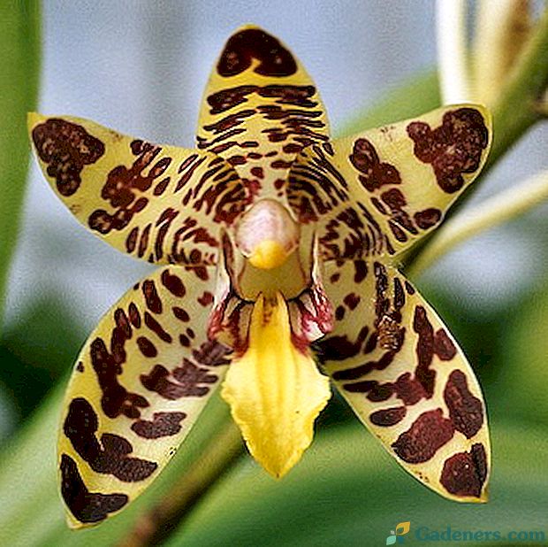 Orhideja: veidi un nosaukumi