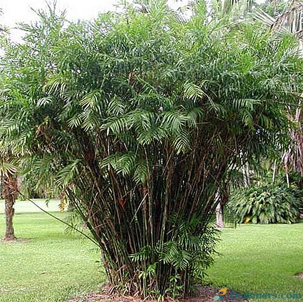 Palm hamedorea