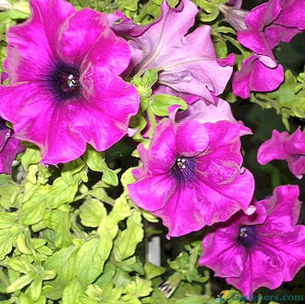 Petunia: labākās ziedu šķirnes, stādīšana un kopšana