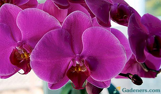Žingsniai nurodymai, skirti persodinti orchidėją namuose