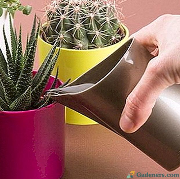 Właściwe podlewanie kaktusów w domu