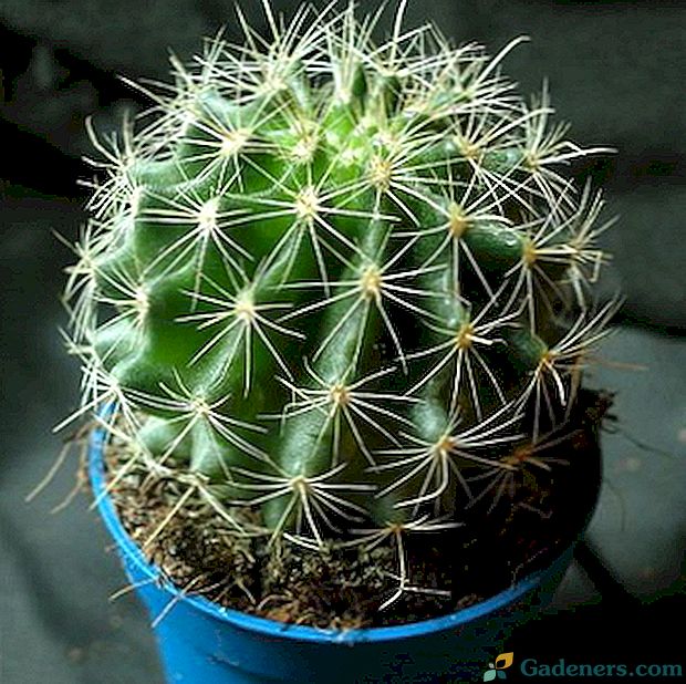 Zariadenie na výrobu kaktusu: štrukturálne vlastnosti a vlastnosti