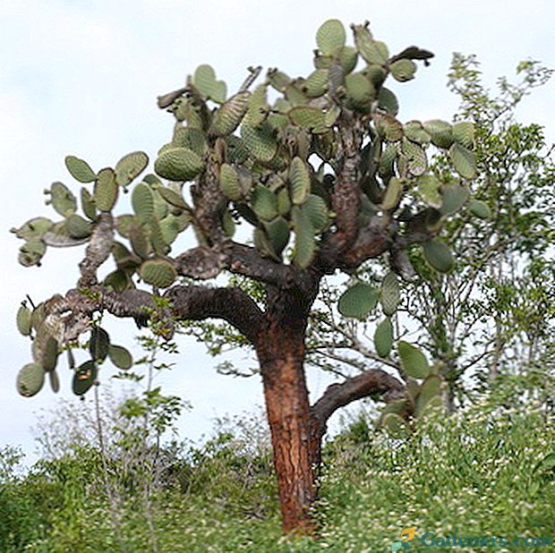 Opankija Galapagos augalas