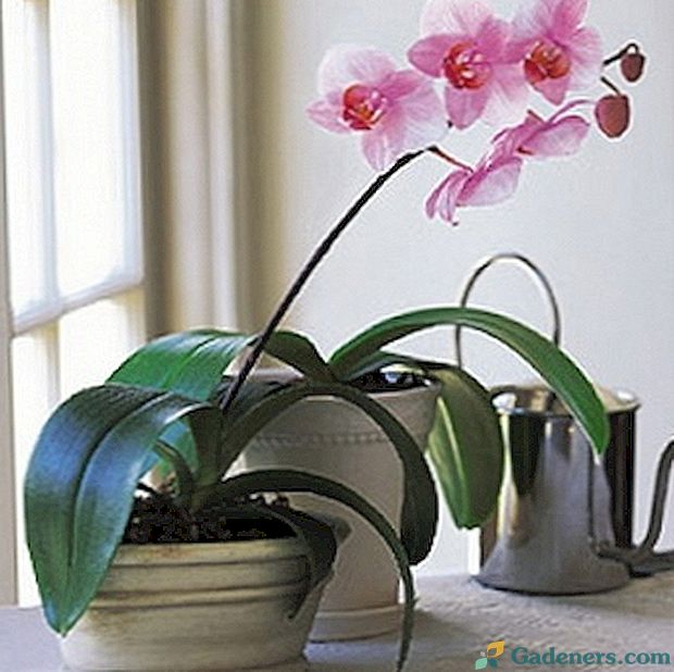 Umnožavanje unutarnjih biljaka kod kuće
