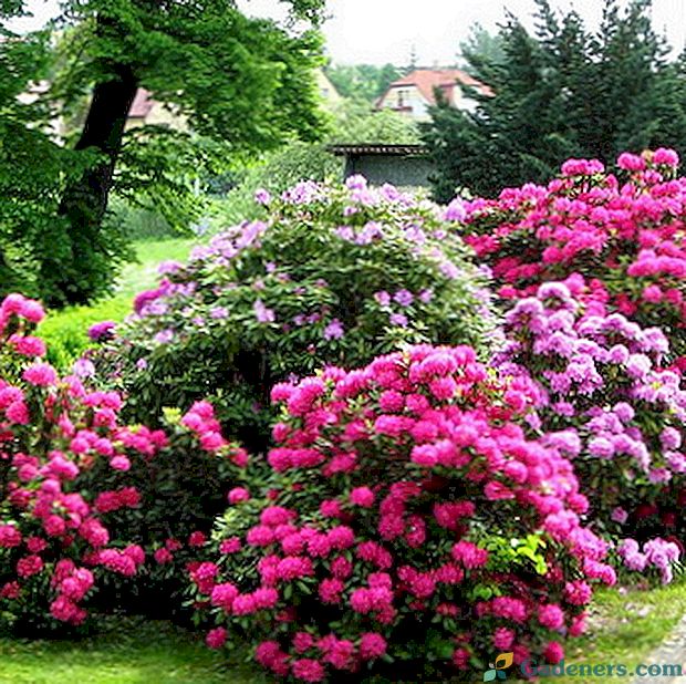 Rododendri dārzā: audzēšana un aprūpe