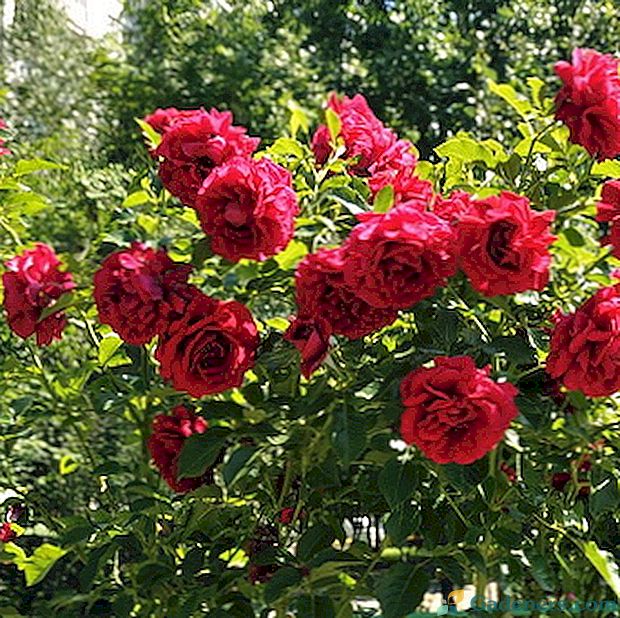 Руже у пејзажном дизајну и њихова комбинација са другим цвјетовима