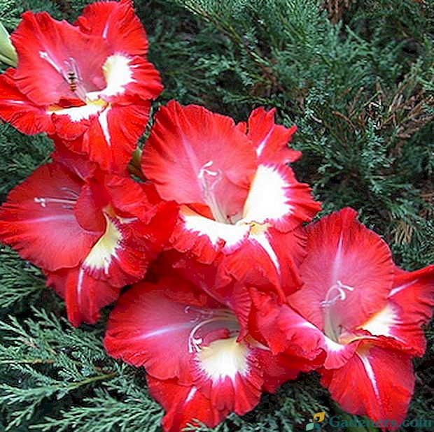 Gladiola dārzs: ziedu šķirnes, to audzēšana un aprūpe