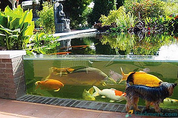 Аквариум в водоеме. Фонтан с рыбками. Пруд с рыбками на даче. Прудик с рыбками. Уличный аквариум.