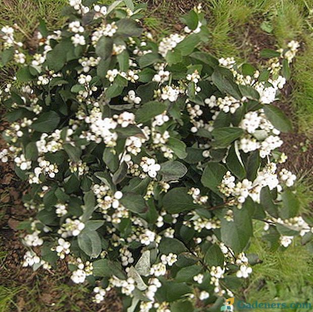 Snowberry: popis a kultivace v zahradě