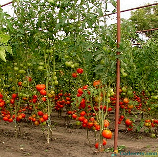 Съвети за отглеждане на домати в открито поле