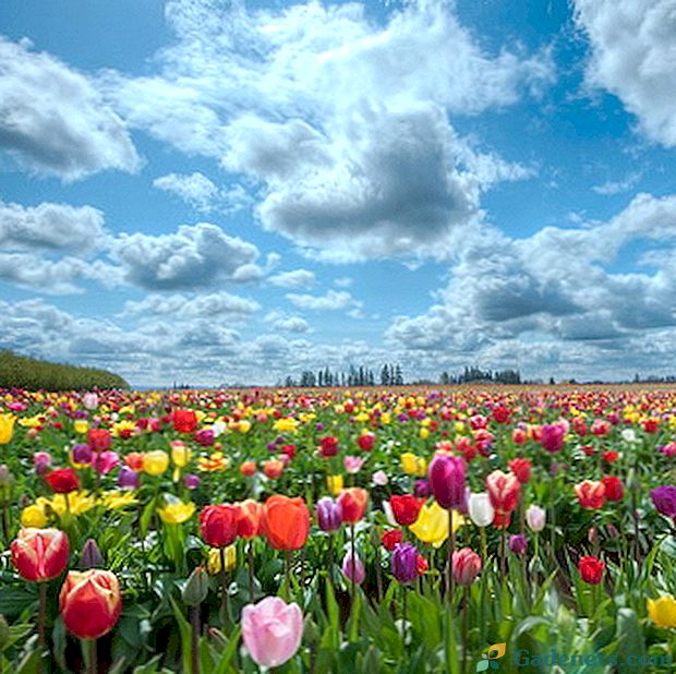 Tulipani: opis cvetja in njihova pridelava