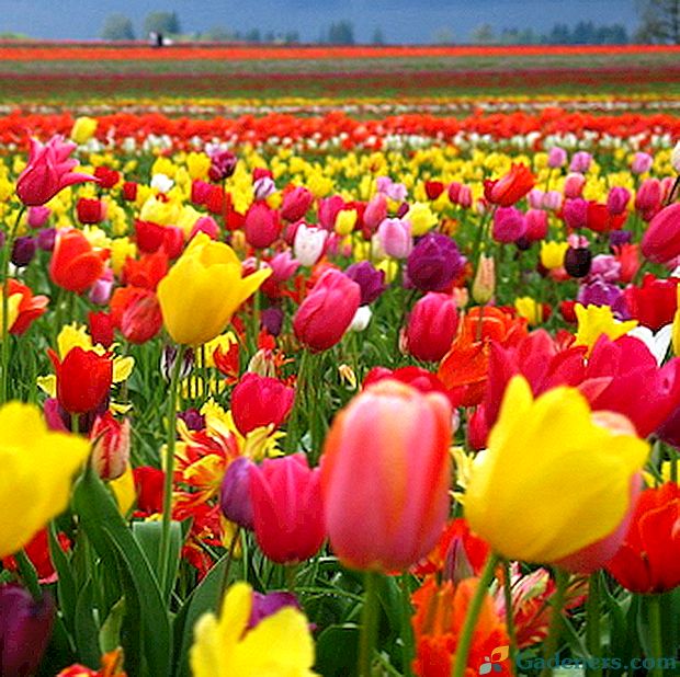 Tulipani: rast i briga na otvorenom polju i stakleniku