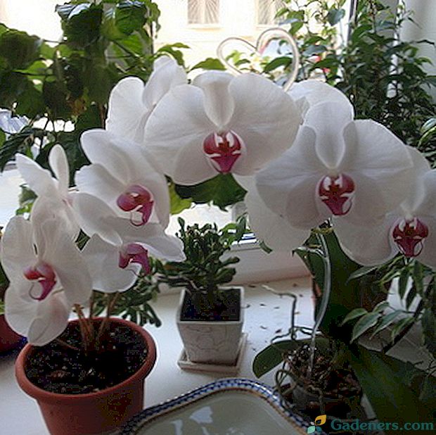 Orchidejová péče doma