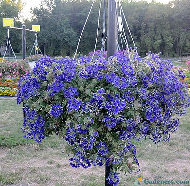 Вербена плетистая фото