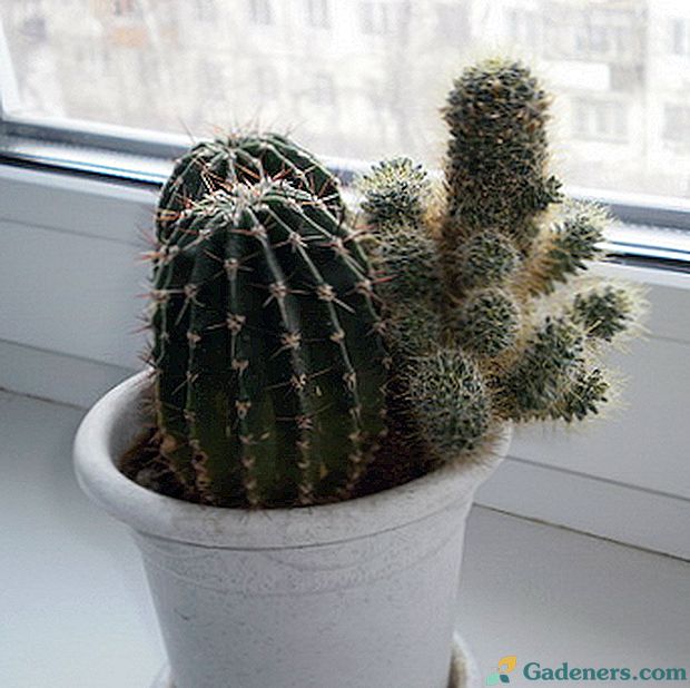 Vrste notranjih kaktusov doma: oskrba, imena in fotografije