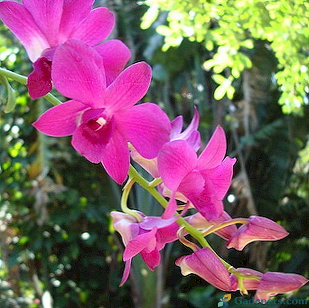 Vrste, skrb in reprodukcija orhideje Dendrobium