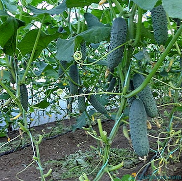 Pěstování okurky ve skleníku: tipy zahradníci