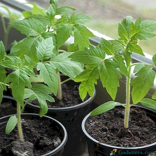 Вирощування розсади томатів: умови, прийоми і правила