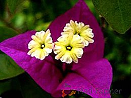 Bougainvillea: značilnosti gojenja in skrbi za zaprto rastlino