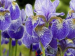 Katalog priljubljenih sort irisesov