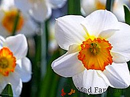 Classificação de narcisos: como escolher uma planta para o seu canteiro de flores