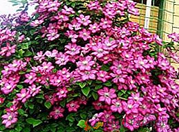 Цлематис Вилле де Лион: најљепши и најпопуларнији цвет