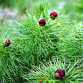 Cultivo y reproducción de peonías de hojas estrechas (Voronets, finelygreen)