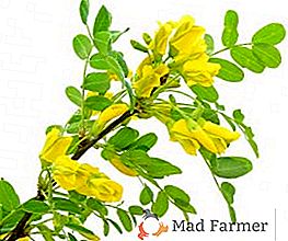 Cultivarea galbenului de salcâm în țară