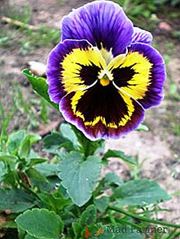 Pestovanie violy: výsadba, starostlivosť a reprodukcia
