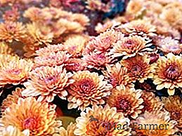 Description et photos des meilleures variétés de chrysanthèmes coréens
