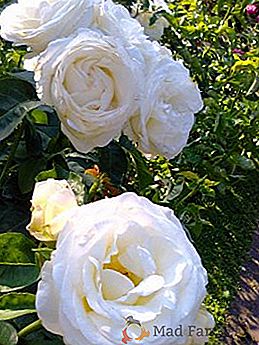 Descrizione, caratteristiche di piantare e prendersi cura della rosa "Chopin"