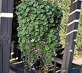 Dichondra ampelnaya: cómo plantar y cuidar la planta