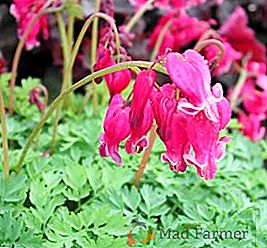 Caratteristiche di cura per il centro, come far crescere un "cuore che piange" nel giardino